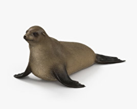 Brown Fur Seal 3D model