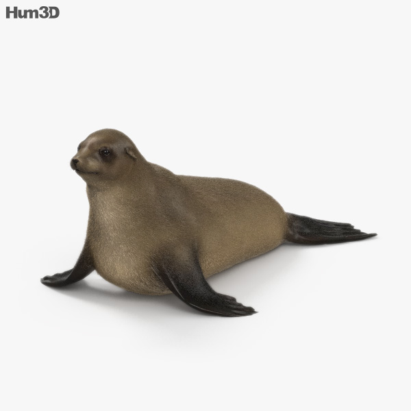 Südafrikanischer Seebär 3D-Modell
