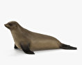Brown Fur Seal 3d model