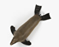 Капський морський котик 3D модель