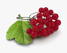 Viburnum 3D model