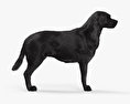 Labrador Retriever Black HD 3d model