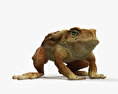 Очеретяна жаба 3D модель