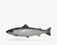 Atlantic Salmon HD 3d model