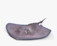 Dasyatis pastinaca Modello 3D