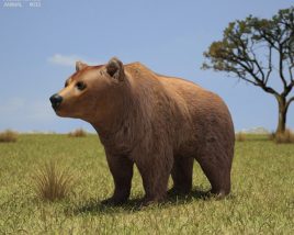 Brown Bear Low Poly 3Dモデル