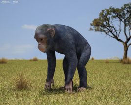 Chimpanzee Low Poly 3D model