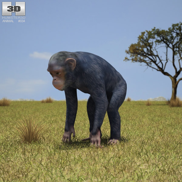 Chimpanzee Low Poly 3D model