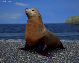 Australian Fur Seal Low Poly 3D model