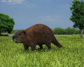 Beaver Low Poly 3D model