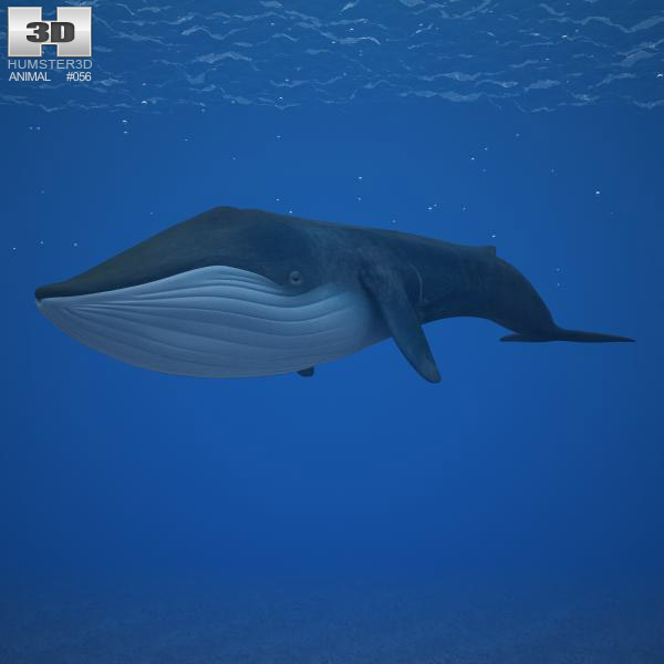 Blue whale Low Poly Modelo 3D