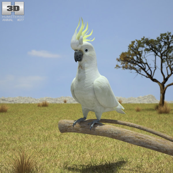 Cockatoo Low Poly 3D model