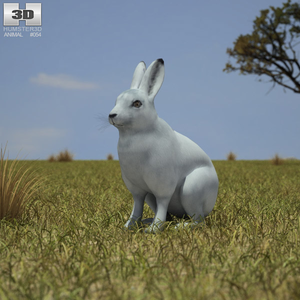 Hare Low Poly 3D model
