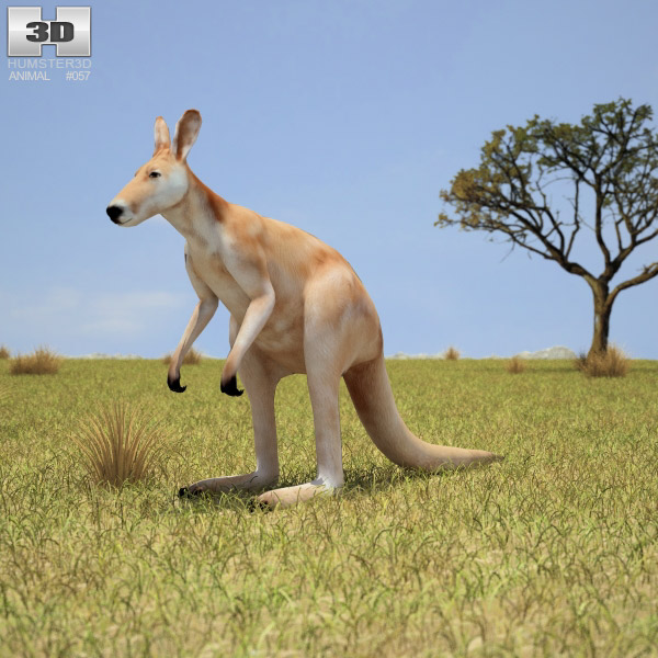 Kangaroo Low Poly 3D model