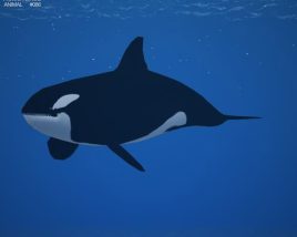 Killer whale Low Poly 3D-Modell