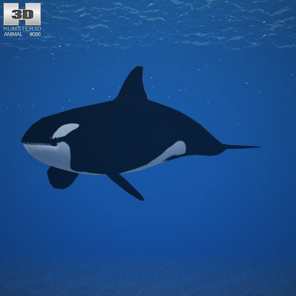 Killer whale Low Poly Modelo 3D