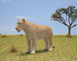 Lioness Low Poly 3D-Modell