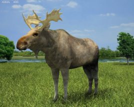Moose Low Poly 3D model