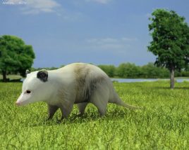 Opossum Low Poly 3Dモデル
