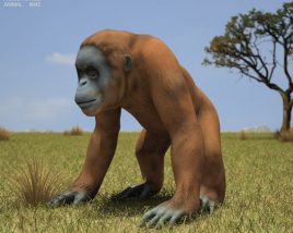 Orangutan Low Poly 3D model