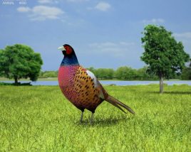 Pheasant Low Poly 3D model