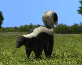 Skunk Low Poly Modelo 3D