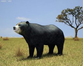 Spectacled Bear Low Poly 3D model