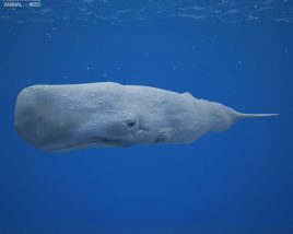 Sperm whale Low Poly 3D model