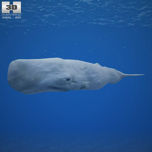 Sperm whale Low Poly Modelo 3D