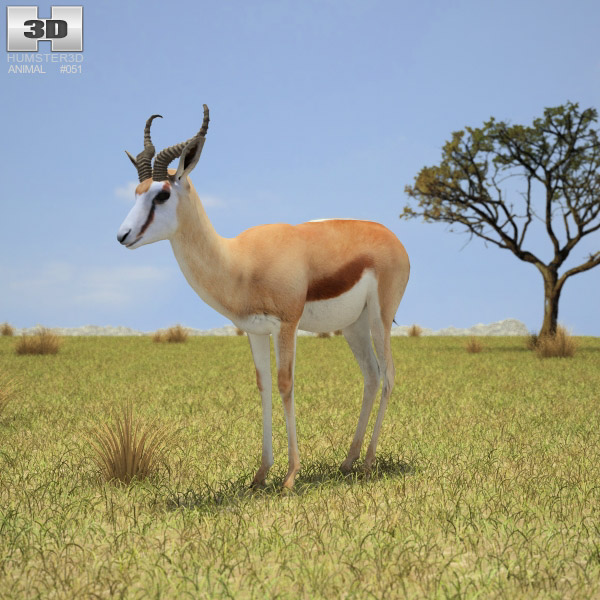 Springbok Low Poly 3d model