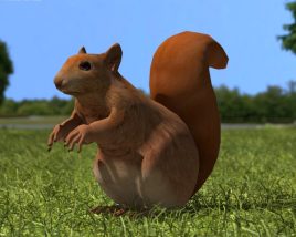 Squirrel Low Poly Modello 3D