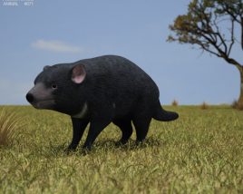 Tasmanian devil Low Poly Modelo 3d