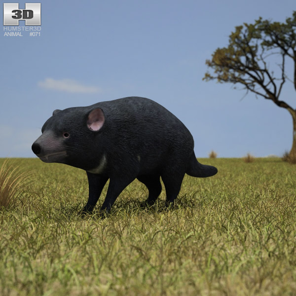 Tasmanian devil Low Poly 3D model