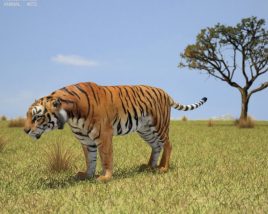 Tiger Low Poly 3Dモデル