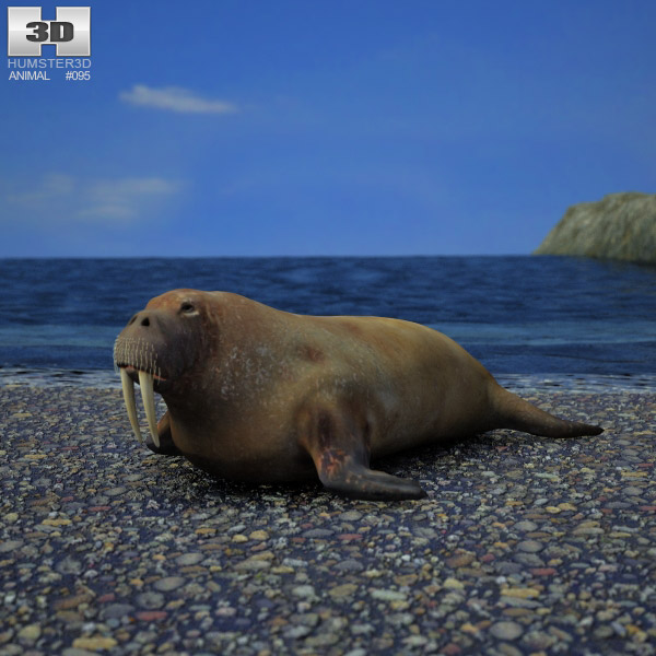 Walrus Low Poly 3D-Modell