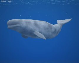 Beluga whale Low Poly 3D model