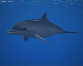 Common Bottlenose Dolphin Low Poly 3D model