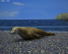 Crabeater Seal Low Poly 3D模型