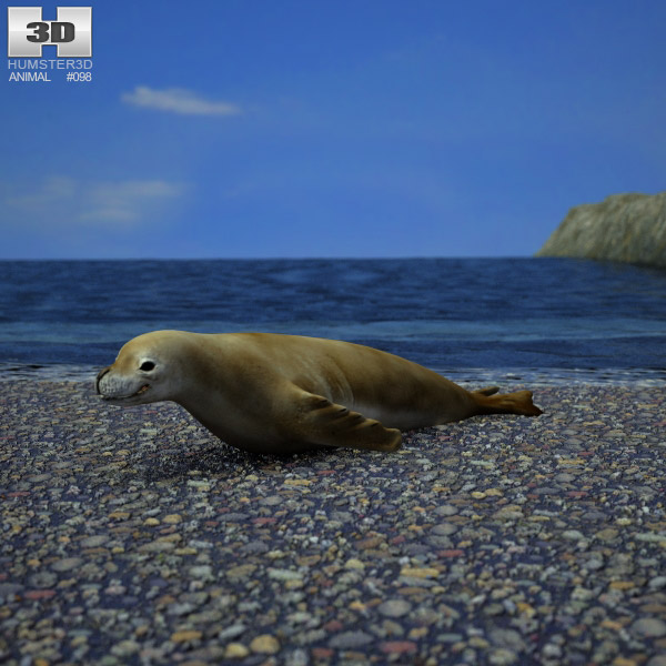 Crabeater Seal Low Poly 3D-Modell