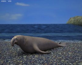 Elephant Seal Low Poly Modello 3D