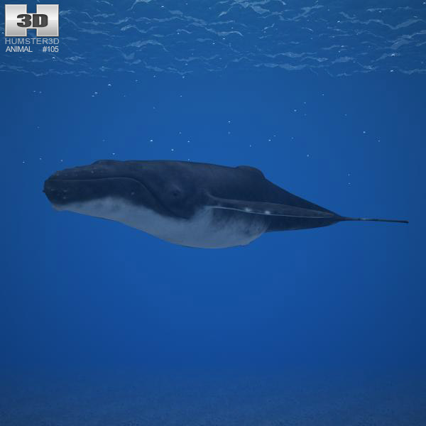 Humpback whale Low Poly Modelo 3D