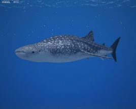 Whale shark Low Poly Modelo 3D