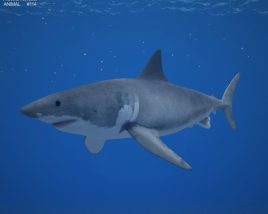 Great White Shark Low Poly 3D model