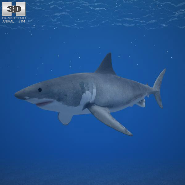 Great White Shark, 3D CAD Model Library