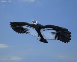 Andean Condor Low Poly Modèle 3D