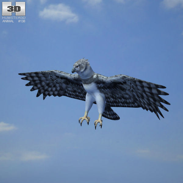 Harpy Eagle Low Poly 3D model