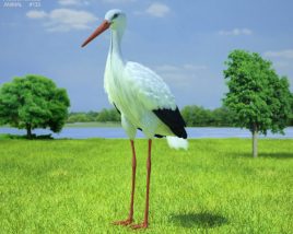White stork Low Poly 3D model