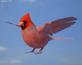 Cardinal Low Poly 3Dモデル
