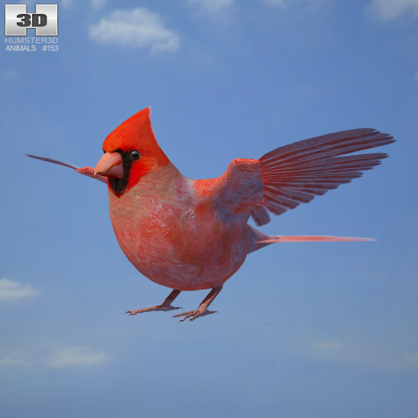 Cardinal Low Poly 3d model