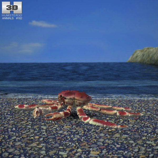 Paralithodes amtschaticus Low Poly 3D模型